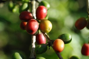 Kaffee entwickelte sich bald zu einem der lukrativsten Erzeugnisse. Die starken Preisschwankungen auf dem Weltmarkt machten den Anbau jedoch für viele zum Risiko - Copyright: advencap Kaffee entwickelte sich bald zu einem der lukrativsten Erzeugnisse. Die starken Preisschwankungen auf dem Weltmarkt machten den Anbau jedoch für viele zum Risiko - Copyright: advencap