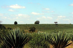 Sisal-Plantage in der Nähe von Tanga - Copyright: eufrika.org