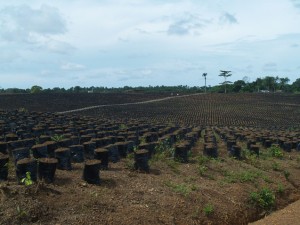The Luxemburg- registered Socfin Agricultural Company (SL) Limited, of which French billionaire VIncent Bollore is a major shareholder, nursery in Malen Chiefdom in southern Sierra Leone. Socfin has transformed more than 3,000 hectares of smallholder farmland in Sierra Leone to oil palm plantations . . . causing a tense situation that has resulted in arrests and the intervention of the Sierra Leone Human Rights Commission. Yet local authorities call the Socfin operations a "small thing" compared with the other enormous land leases in the south of Sierra Leone. © Joan Baxter